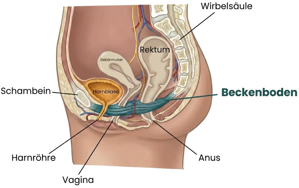 Skizze des Beckenbodens